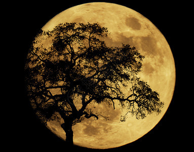 大满月与橡树的轮廓图片