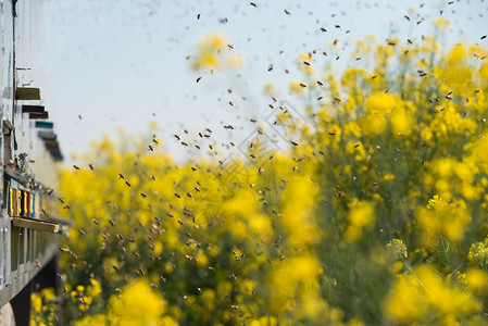 油菜田的蜂箱和许多蜜蜂在空中飞翔图片