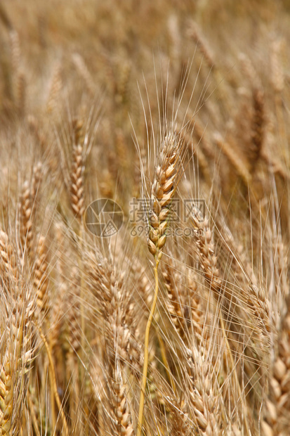 黄熟麦秆准备在夏季收获3图片