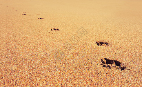 狗爪印在沙滩上的沙子上图片