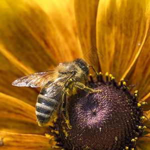 WesternHoneyBie收集花蜜图片