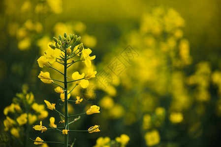 油菜花特写图片