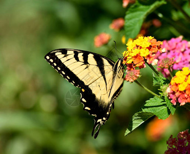 虎燕尾蝶在花丛中图片