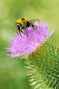 大黄蜂从花朵中收集花蜜图片
