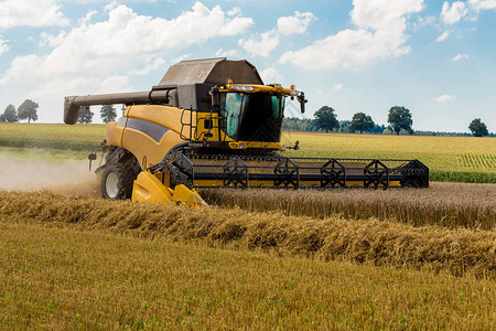 黄收割机自动结合夏季田野采割小麦的集成作业图片