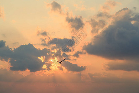 海鸥在日落时以云为背景飞翔图片