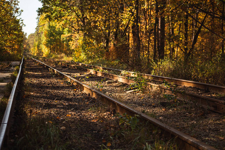 秋天森林里的铁路阳光下金色的树叶图片