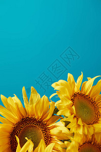 明亮黄色向日葵花束蓝色与图片