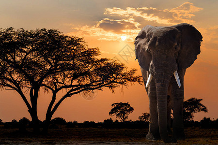 在金合欢树和非洲大象的日落非洲野生动物园野生动物和荒野美好的图片