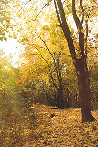 美丽的秋天森林地面覆盖着金色的树叶图片