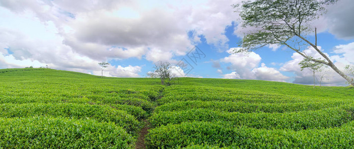 早上在高地的Panrama绿茶山这个茶园已有一百多年的历史图片