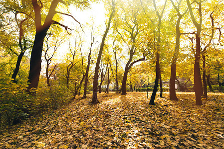 秋天的森林地上覆盖着黄色的落叶图片