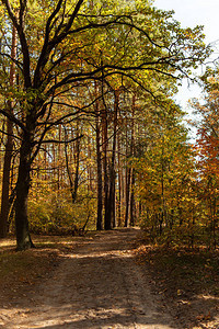 风景秀丽的秋季森林图片