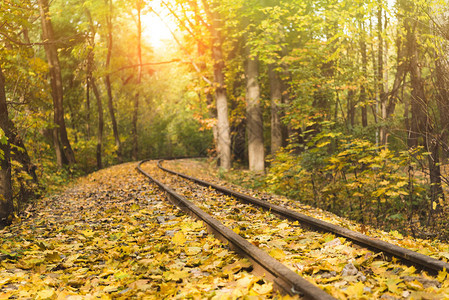 在美丽的秋林中铁路阳光照在图片