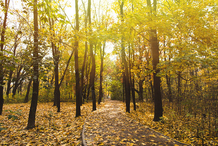 阳光明媚的秋天公园里的小路图片