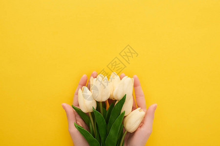 以多彩黄色背景持有春郁金香的妇图片