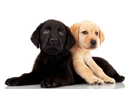 两个可爱的拉布多小狗图片