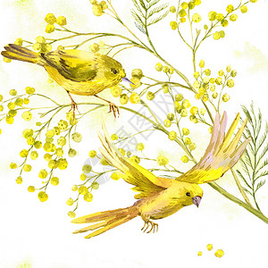 Mimosa和黄鸟喷雾春水颜色背图片