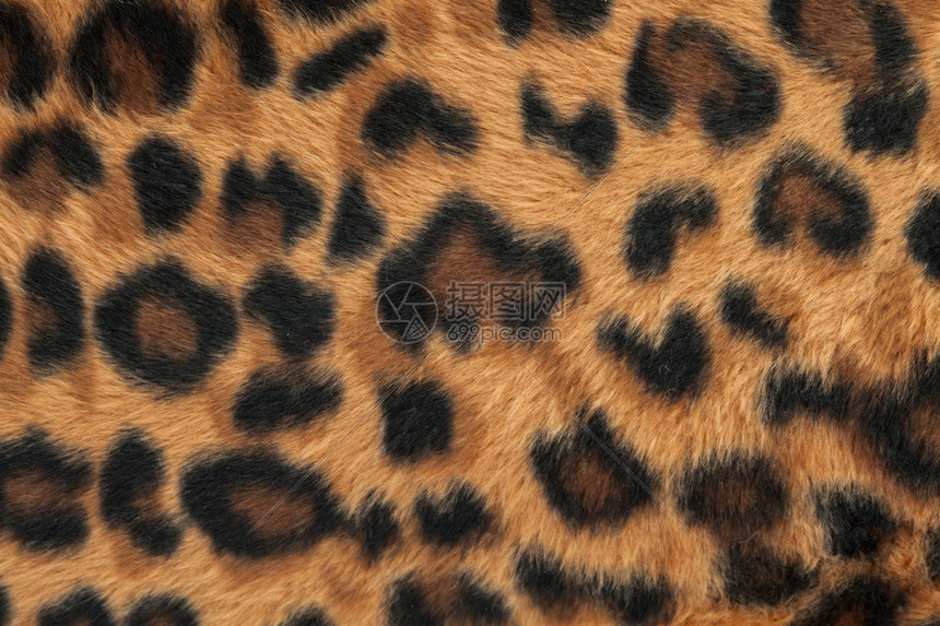 豹纹或捷豹皮纹背景图片