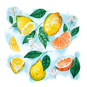 手绘水彩画的柑橘类水果叶子和花朵图片
