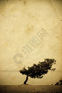 的树复古背景图片