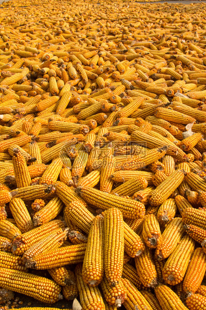 玉米棒煮玉米玉米粉成熟玉米多汁玉米照片爆米花玉米背图片