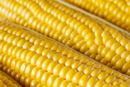 成熟的玉米粒特写背景图片
