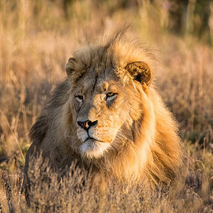 南部非洲热带草原日出时雄狮图片