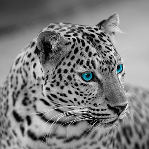 黑白美洲豹图片