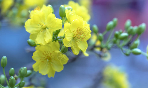 过年杏花开黄花香图片