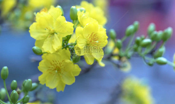 过年杏花开黄花香图片