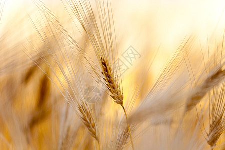 麦田里的黄色麦穗图片
