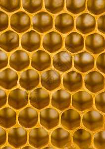 蜂蜜梳图片