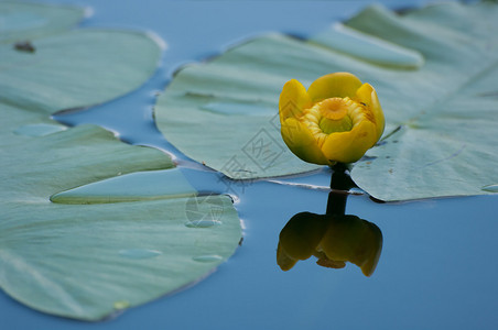 池塘上的黄色睡莲图片