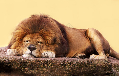 睡在平坦石头上的非洲狮图片