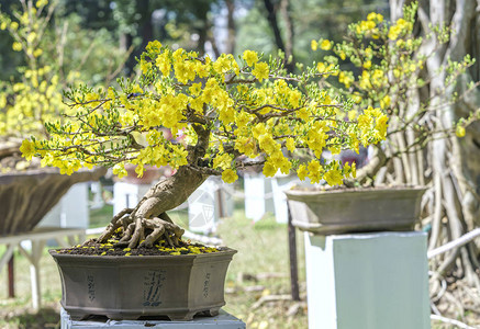 春暖花开的杏树盆景图片