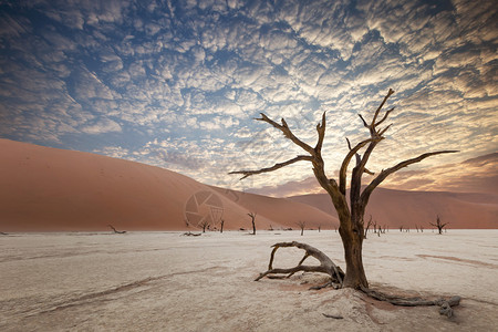 Namib沙漠索苏背景图片