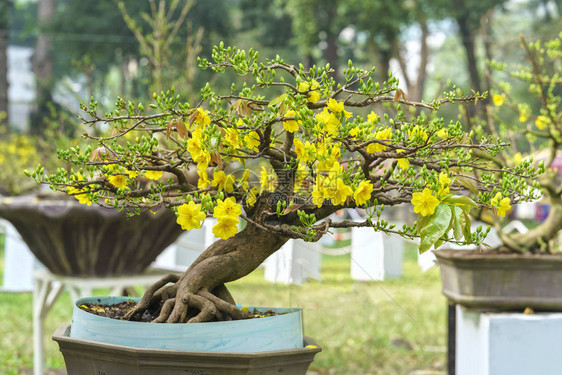 春暖花开的杏树盆景图片