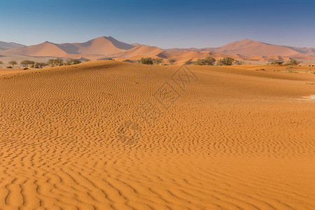 Namib沙漠索苏背景图片