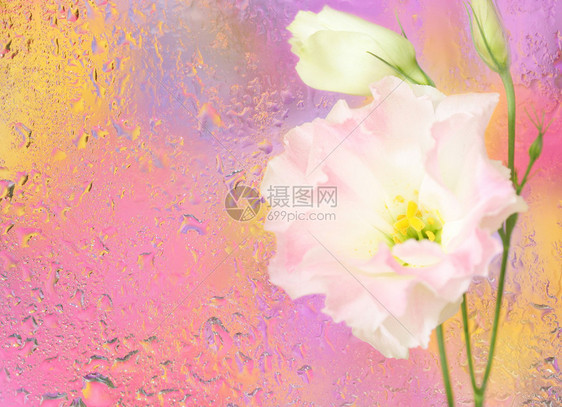 湿玻璃下洋桔梗花的特写镜头春天的背景图片