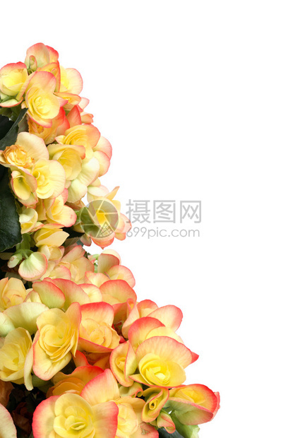 由白色背景上的黄色秋海棠花制成的边框图片
