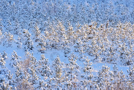 冬季雪和冰霜中覆盖着积雪图片