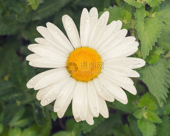 雨后有露珠的甘菊图片