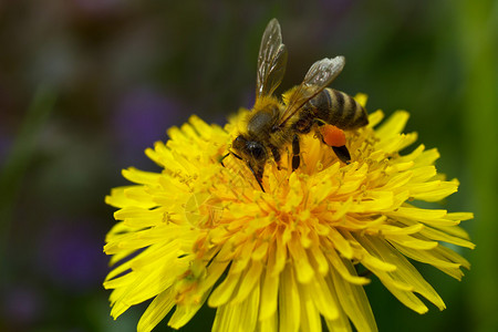 蜜蜂从蒲公英花中采集花蜜图片