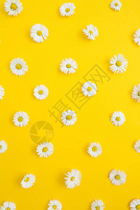 黄色背景上白色洋甘菊雏花的卉图案背景图片
