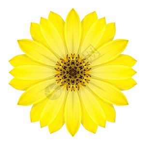 白色背景上孤立的黄色同心相异的菊花KaleidoscocpicMand图片