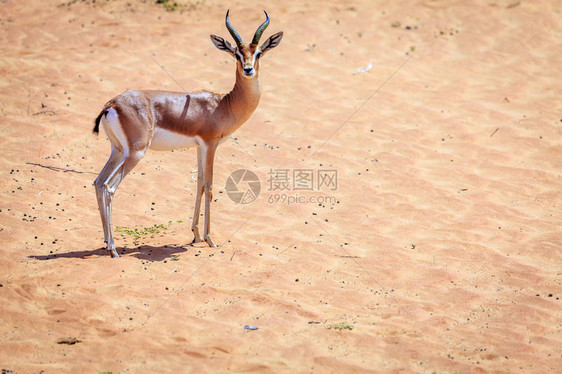 阿联酋迪拜附近的沙漠保护留地的阿拉伯G图片