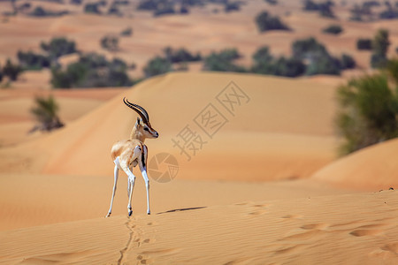 阿联酋迪拜附近的沙漠保护区的图片