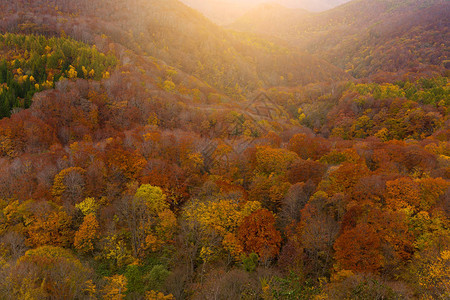 日本秋季阳光明媚的风景图片
