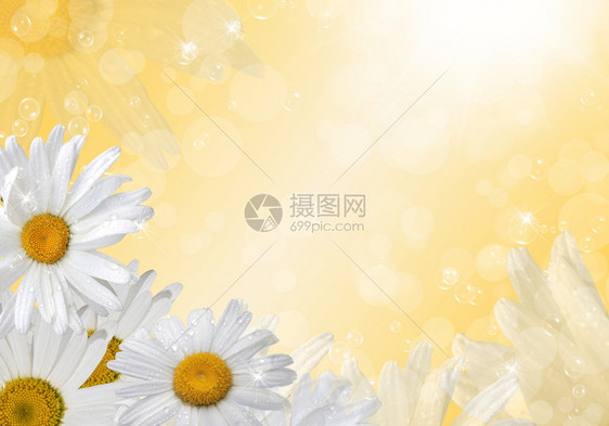 白菊花在阳光明媚的背景图片
